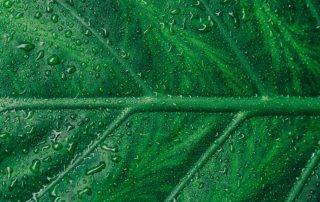 Blad met nerven en druppels water